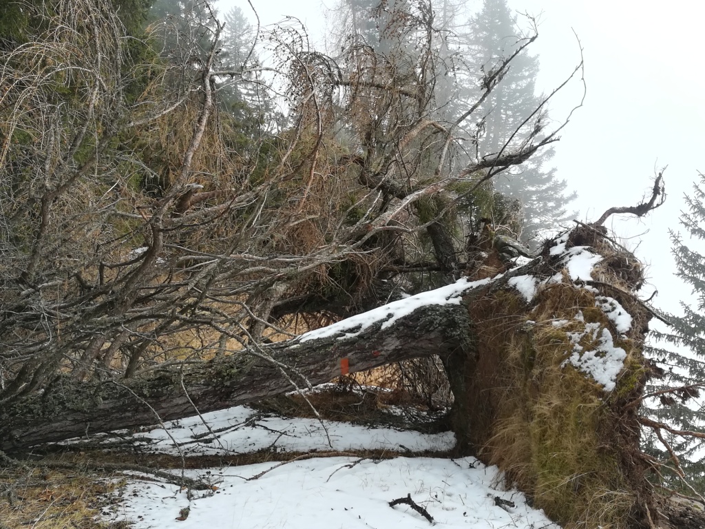 CAI - Sez.San Vito di Cadore - Giornata manutenzione sentieri 2019